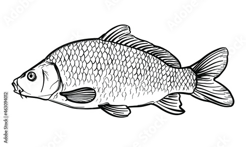 Hand-drawn Carp. Black and white. Vector sketch of a fish isolated on a white background.