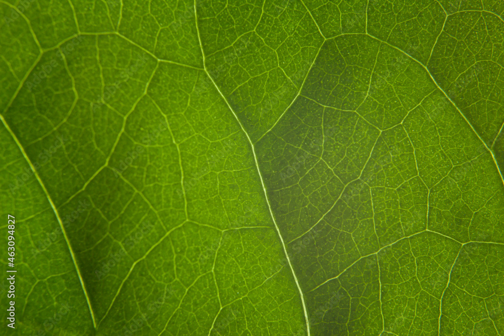 Green leaf nature background closeup Green leaf nature background closeup