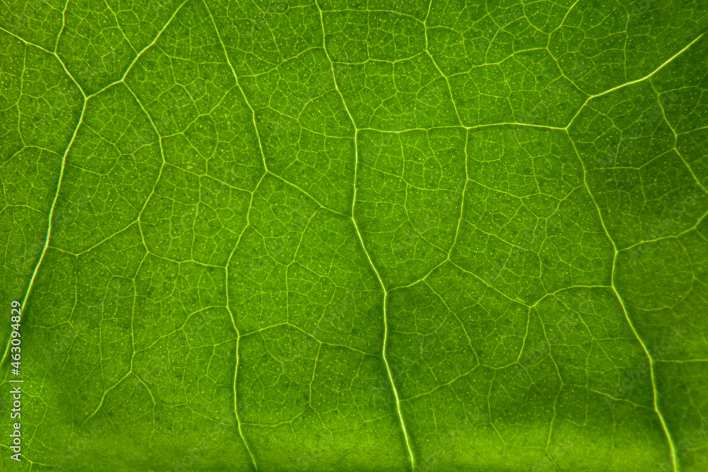 Green leaf nature background closeup Green leaf nature background closeup