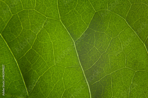 Green leaf nature background closeup