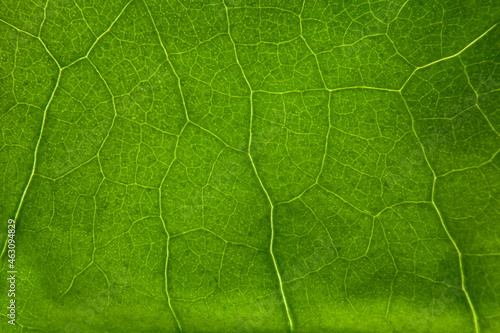 Green leaf nature background closeup