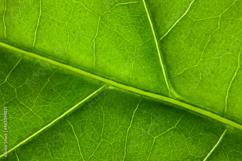 Green leaf nature background closeup