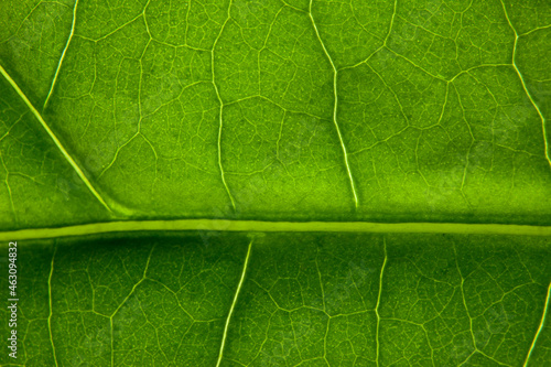 Green leaf nature background closeup
