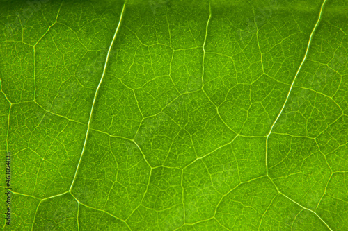 Green leaf nature background closeup