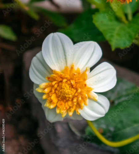 White and Yellow Flower