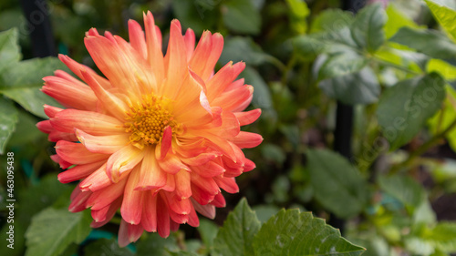 Peach and Pink Flower