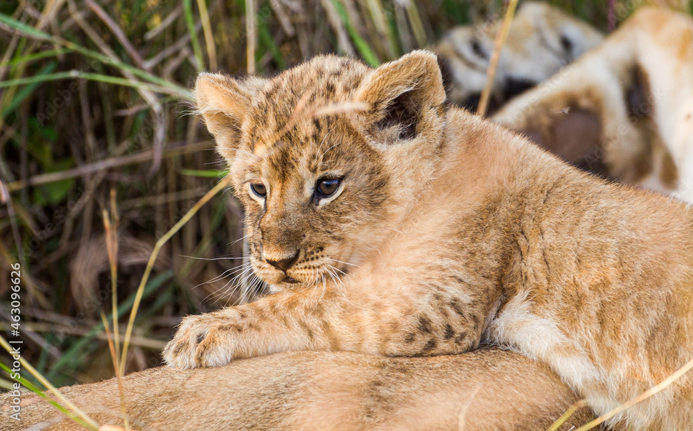 Lions cubs playing under the protection of their mother in the Masai Mara in Kenya Lions cubs playing under the protection of their mother in the Masai Mara in Kenya