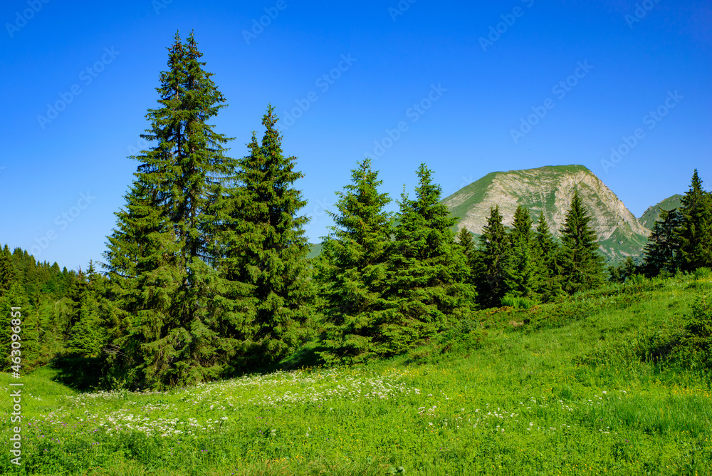 Obraz premium Landscape of mountains of Alps in summer with green meadow and flowers in Portes du Soleil, France, Europe