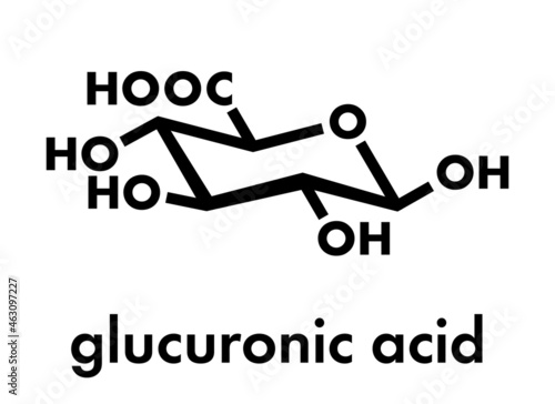 Glucuronic acid molecule. Glucuronidation of xenobiotics plays role in drug metabolism, giving glucuronides. Skeletal formula.