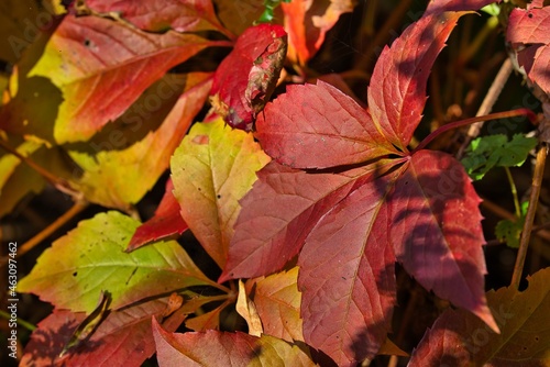 Herbst Natur Outdoor Farben 