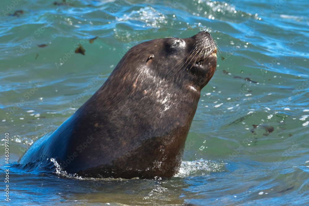 Naklejka premium Male Sea Lion , Patagonia, Argentina
