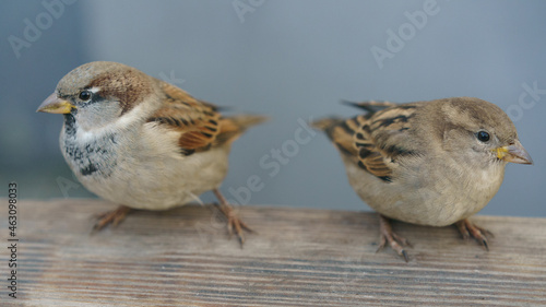 Photography of two urban sparrows. They're looking in different directions. Moscow city street as defocused background. Close up image © Yury and Tanya