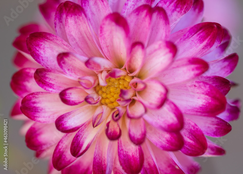 pink and white dahlia flower close up photo