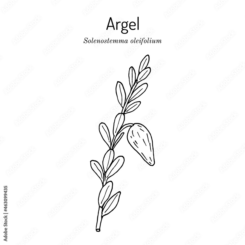 Argel (Solenostemma oleifolium), medicinal plant