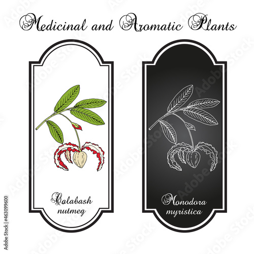 Calabash nutmeg (monodora myristica), medicinal plant