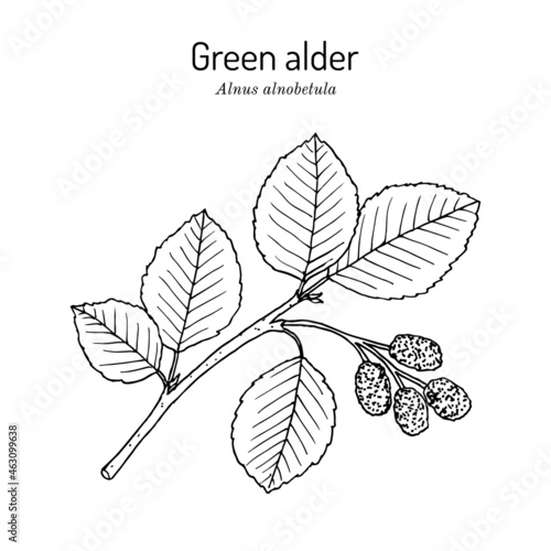 Green alder (Alnus alnobetula or viridis), medicinal plant
