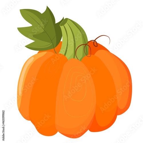 Vector pumpkin with green leaves and tendrils isolated on white background. Realistic vector illustration of a pumpkin. Harvest halloween pumpkin in flat style.