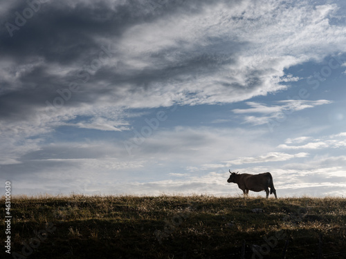 Une vache de race Aubrac dans un p  turage dans l Aubrac