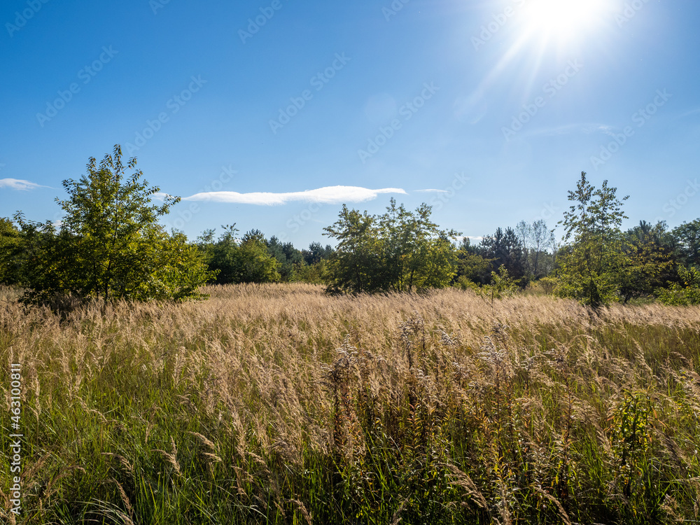 Fototapeta premium Heide