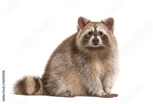 Side view of sitting adult Red Raccoon looking at camera, isolated