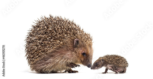 Fototapet Baby and mother Young European hedgehog together, isolated on white