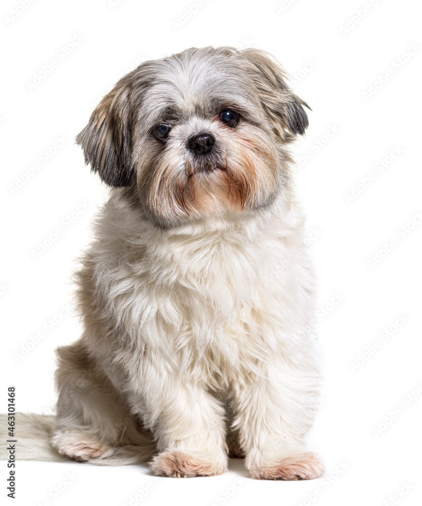 Shih Tzu dog looking at camera, sitting on white