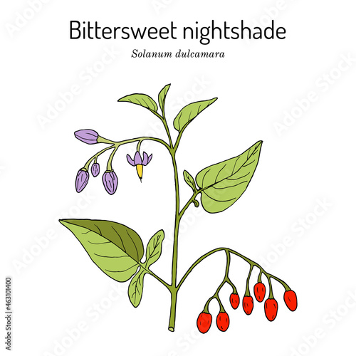 Photography Bittersweet nightshade (Solanum dulcamara), medicinal plant