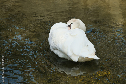 Un cigno sull'acqua di un canale. photo