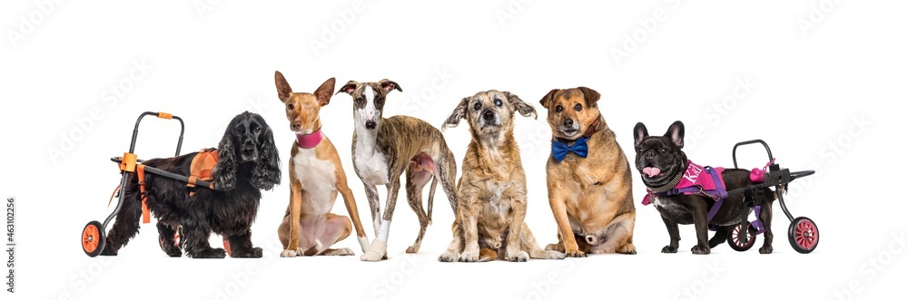 Group of sick, blind, injured, disabled dogs in a row, isolated on white Group of sick, blind, injured, disabled dogs in a row, isolated on white