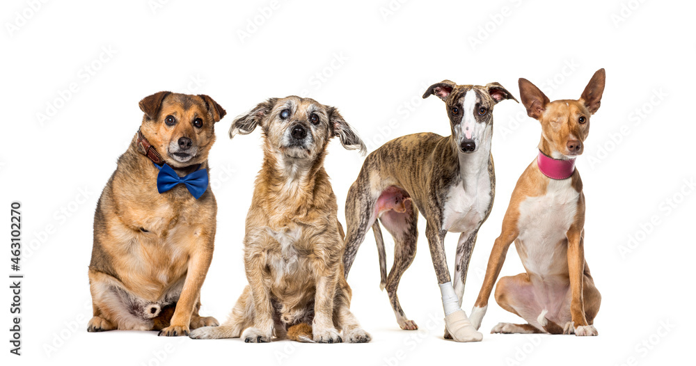 Group of sick, blind, injured, disabled dogs in a row, isolated on white
