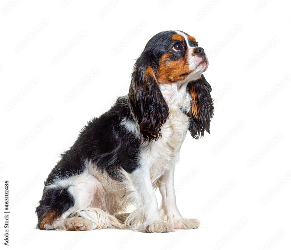 Tri-color Cavalier King Charles dog looking up, sitting in front of white background Tri-color Cavalier King Charles dog looking up, sitting in front of white background