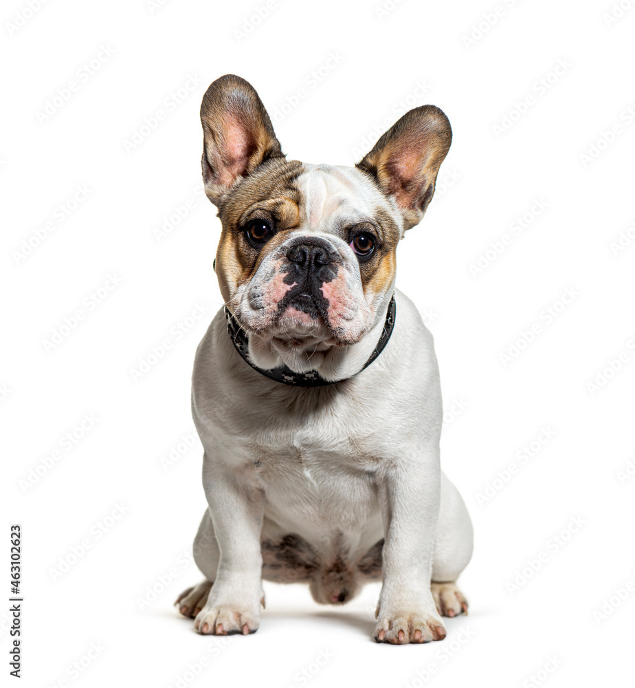 French Bulldog puppy sitting looking at camera, seven months old, isolated on white