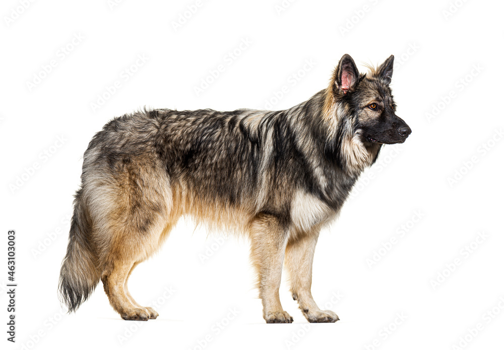 profile of Old German herding dogs, also know as Altdeutsche Hütehunde or altdeutsche Schäferhunde profile of Old German herding dogs, also know as Altdeutsche Hütehunde or altdeutsche Schäferhunde