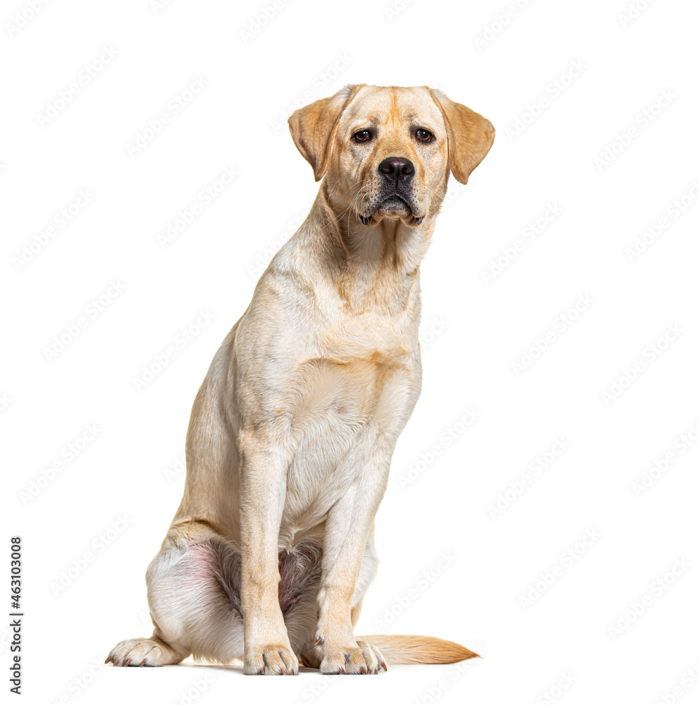 Yellow Labrador dog sitting, isolated