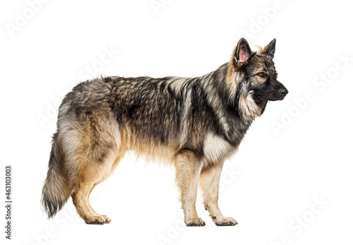 profile of Old German herding dogs  also know as Altdeutsche H  tehunde or altdeutsche Sch  ferhunde