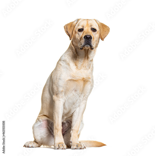 Yellow Labrador dog sitting  isolated