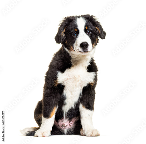 Fototapeta Naklejka Na Ścianę i Meble -  Puppy Bordernese dog. Mixedbreed Border Collie and Bernese Mountain Dog; three months old