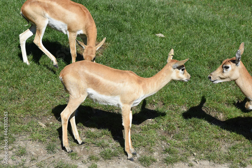 Fototapeta Naklejka Na Ścianę i Meble -  Deer goat antelope, Mammalia ruminantia