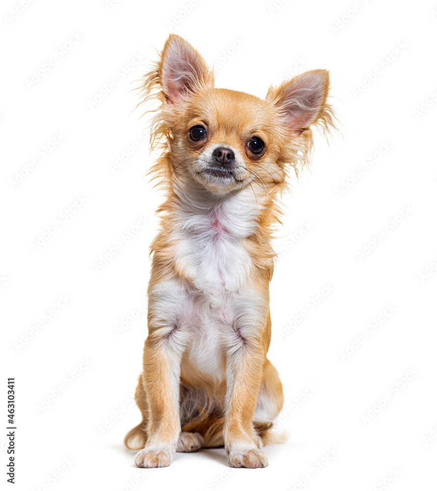 Beige chihuahua dog looking at camera sitting, isolated on white Beige chihuahua dog looking at camera sitting, isolated on white