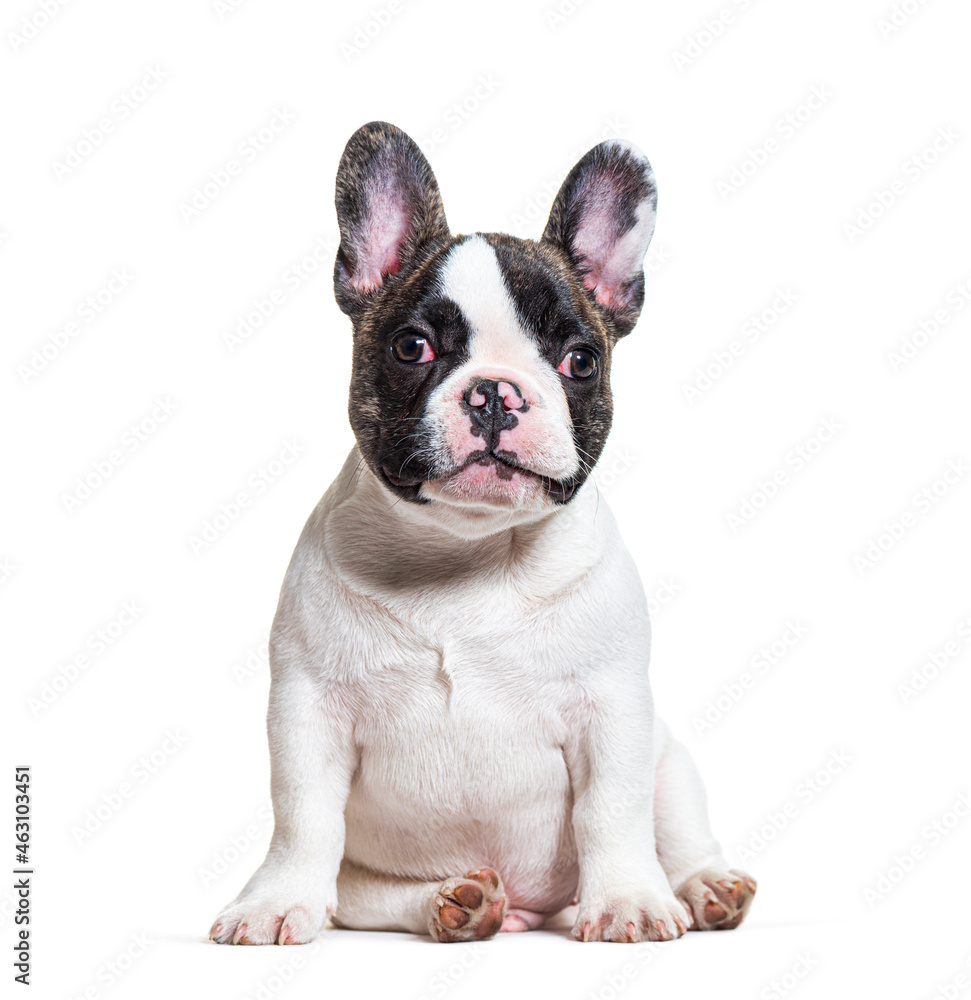 three months old puppy french bulldog sitting, isolated on white