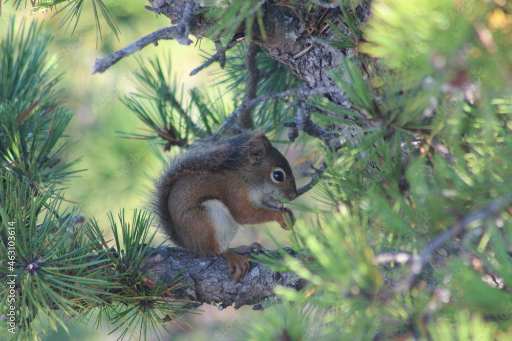 Red squirrel Red squirrel