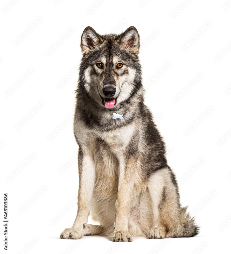 Sitting Northern Inuit Dog panting, looks like a wolf, isolated on white