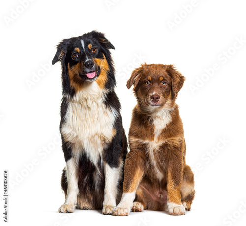 Two Australian shepherd dogs sitting together side by side and looking at camera, isolated on white