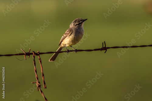 A little bird perched on a barbed wire fence, scientific name Serpophaga subcristata. photo