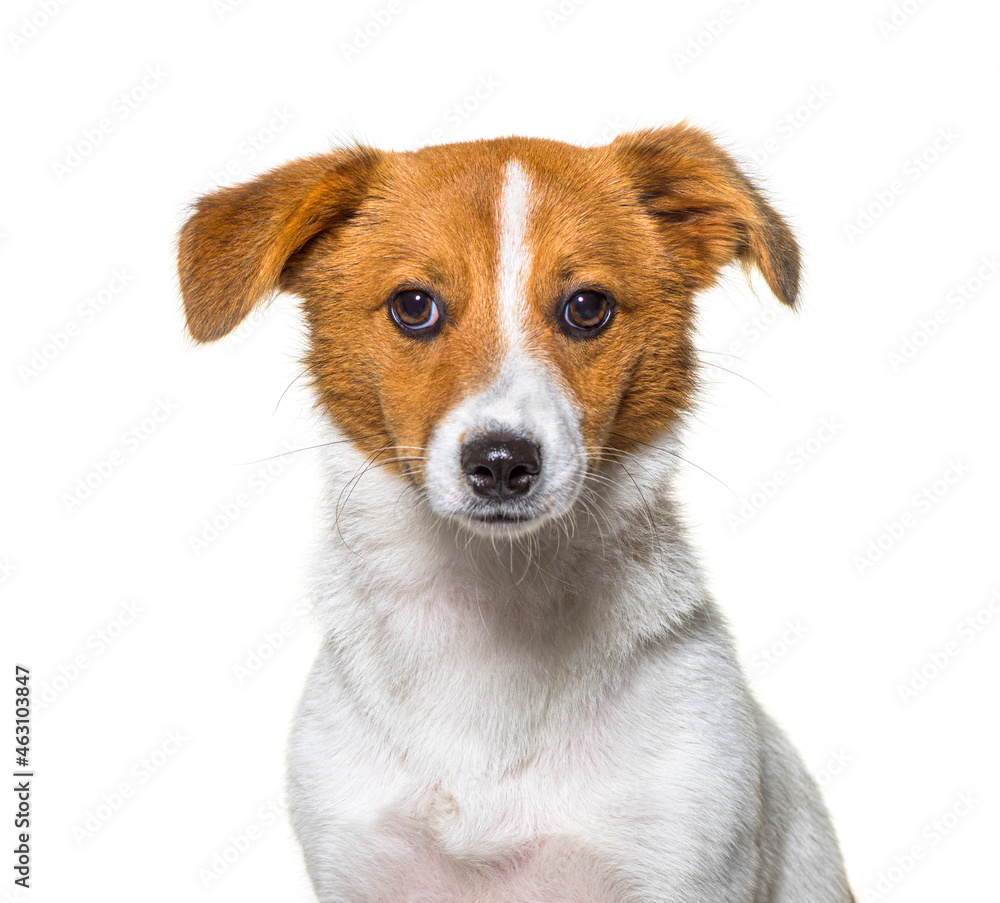 Border Jack is a new breed,  Mixed breed between a border collie and a jack russel. Young dog, Isolated