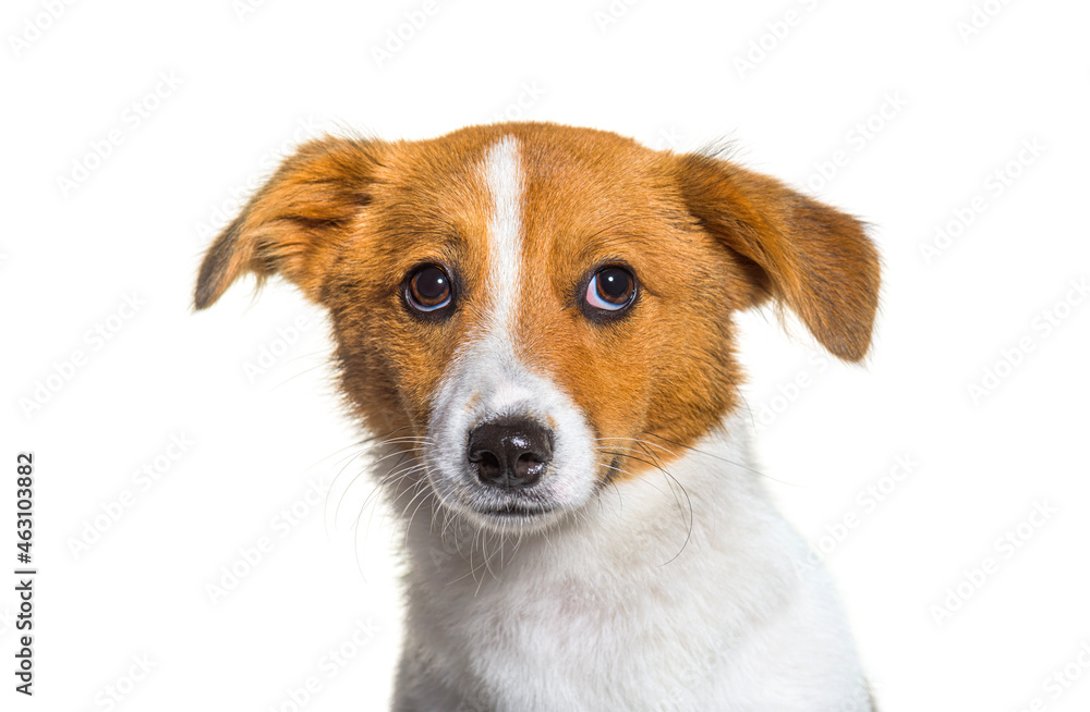 Head shot of puppy Border Jack, Young Mixed breed dog between a border collie and a jack russel Head shot of puppy Border Jack, Young Mixed breed dog between a border collie and a jack russel