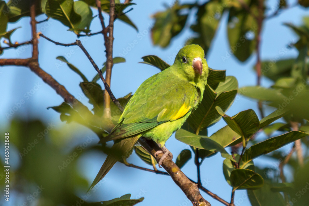 A green bird among the foliage of the tree, scientific name Brotogeris chiriri A green bird among the foliage of the tree, scientific name Brotogeris chiriri