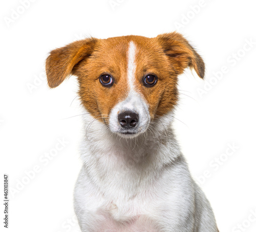 Border Jack is a new breed, Mixed breed between a border collie and a jack russel. Young dog, Isolated