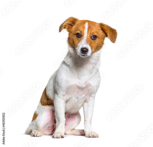 Fototapeta Naklejka Na Ścianę i Meble -  Puppy border Jack, Young Mixed breed dog between a border collie and a jack russel