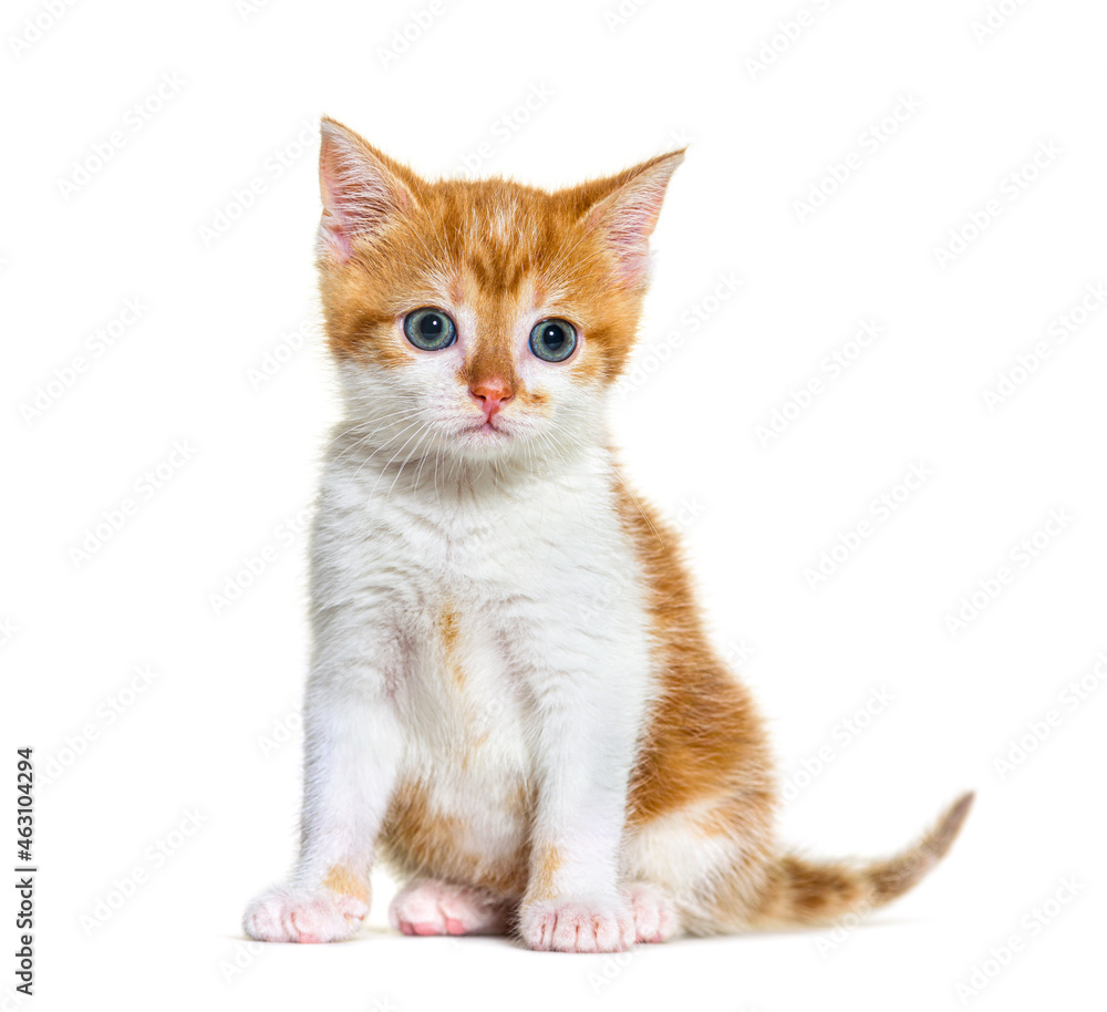 Kitten Mixed-breed cat ginger and white, Isolated on white